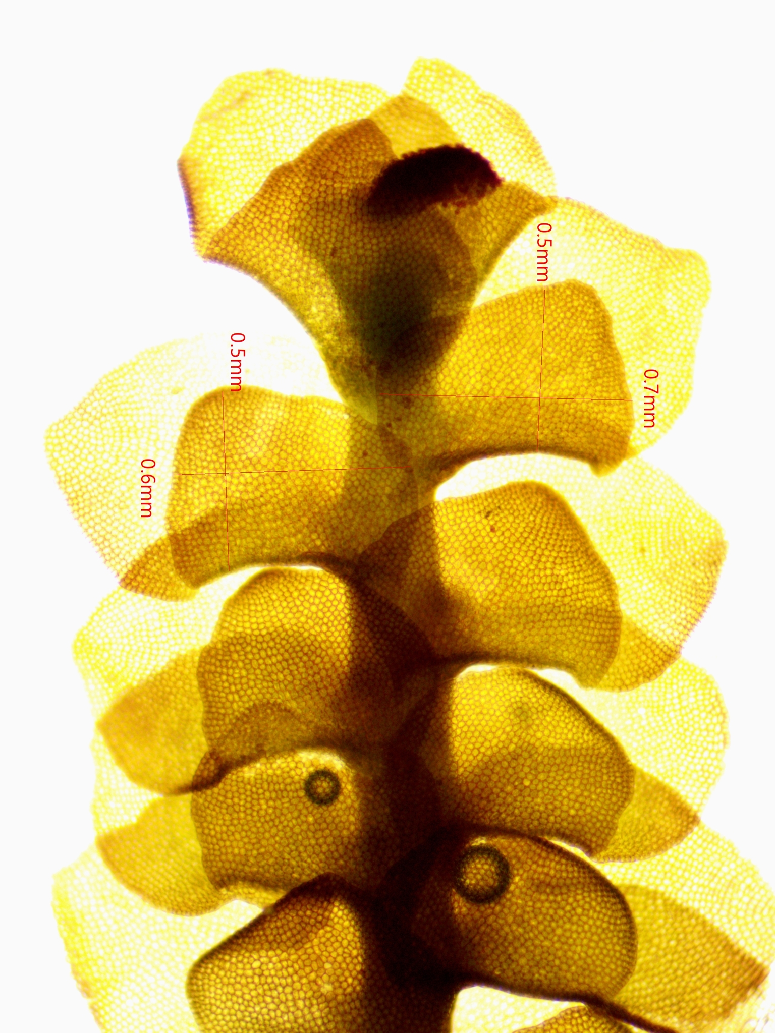 Scapania hyperborea