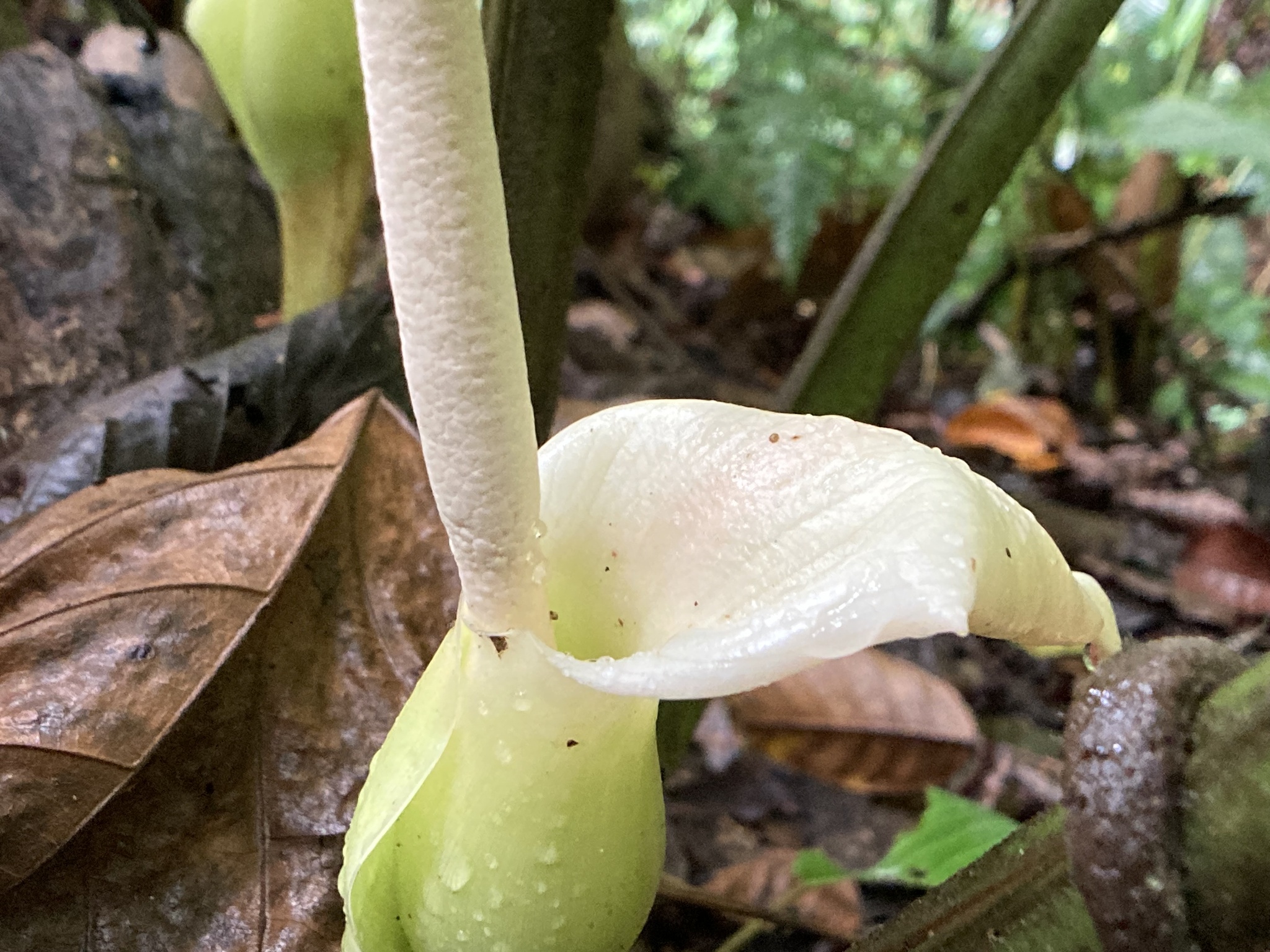 Xanthosoma lindenii