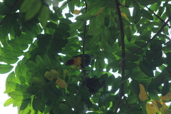 Ptilinopus melanospilus