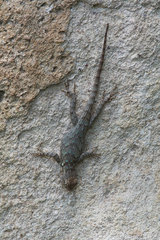 Sceloporus clarkii clarkii