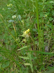 Rhinanthus serotinus aestivalis
