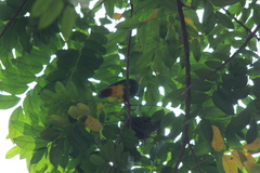 Ptilinopus melanospilus