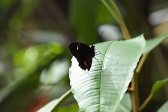 Parides erithalion sadyattes