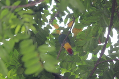 Ptilinopus melanospilus