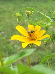 Paranthidium jugatorium lepidum
