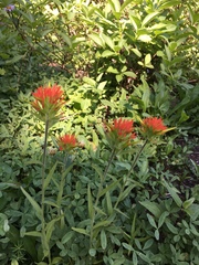 Castilleja suksdorfii