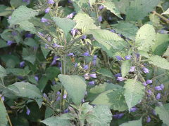 Hygrophila corymbosa