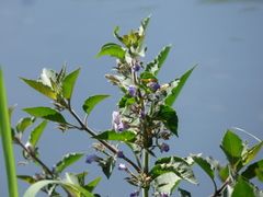 Hygrophila corymbosa