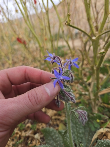 Borago trabutii