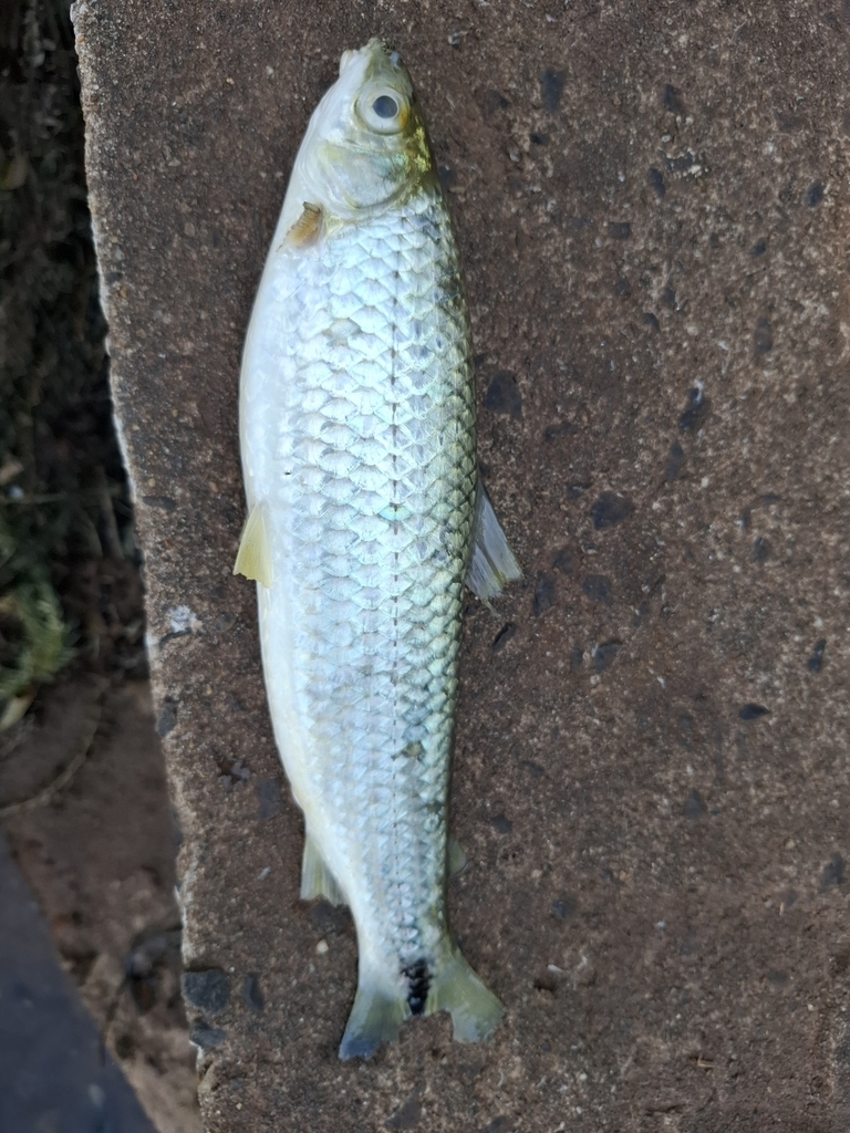 Schizodon nasutus