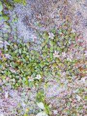 Glossostigma elatinoides