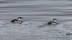 Kittlitz's Murrelet photo 2