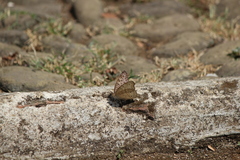Junonia atlites
