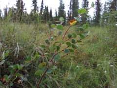 Betula glandulosa