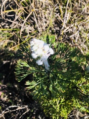 Paranomus abrotanifolius