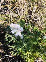 Paranomus abrotanifolius