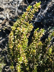Erica coarctata