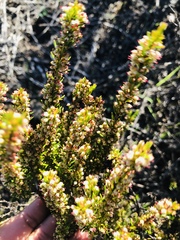 Erica coarctata