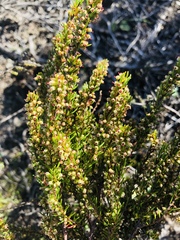 Erica coarctata