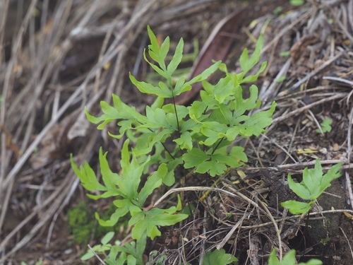 Takeuch's Lipfern (Doryopteris takeuchii)