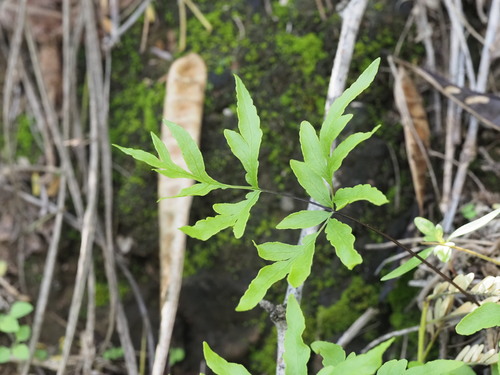 Image of Doryopteris takeuchii by (c) Kevin Faccenda, some rights reserved (CC BY)