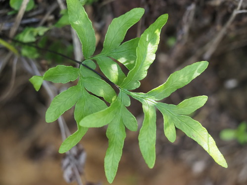 Image of Doryopteris takeuchii by (c) Kevin Faccenda, some rights reserved (CC BY)