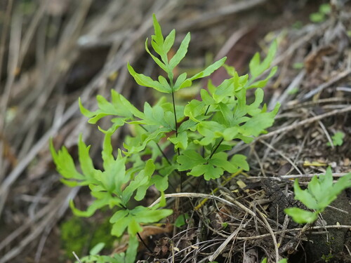 Image of Doryopteris takeuchii by (c) Kevin Faccenda, some rights reserved (CC BY)
