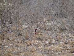 Rhodophoneus cruentus