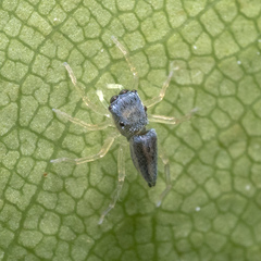 Phintella bifurcilinea