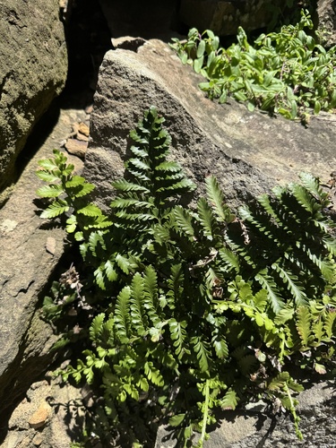 Asplenium difforme, photograph 3