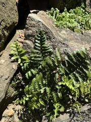Asplenium difforme, photograph (c) Caleb Catto, some rights reserved (CC BY)