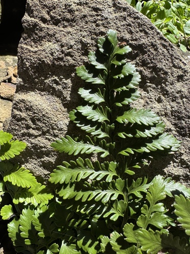 Asplenium difforme, photograph 4