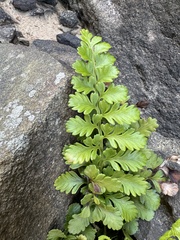 Asplenium difforme, photograph (c) Caleb Catto, some rights reserved (CC BY)