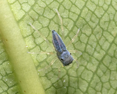 Phintella bifurcilinea