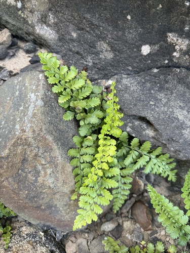 Asplenium difforme, photograph 2
