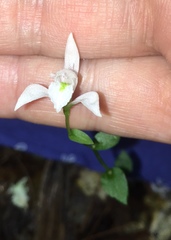 Triphora trianthophoros trianthophoros