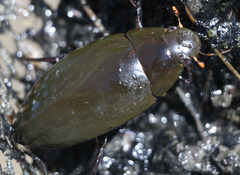 Hydrophilus