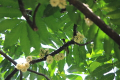 Anthreptes malacensis