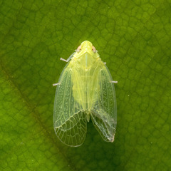 Kallitaxila granulata