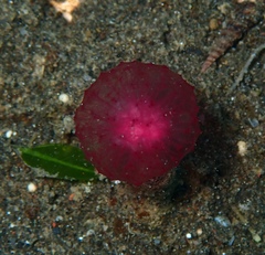 Oceanapia sagittaria