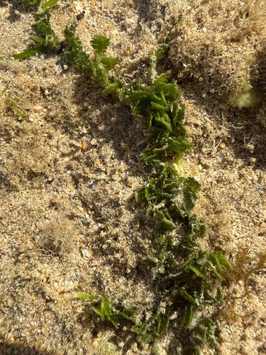 Caulerpa taxifolia observed 2025-02-27