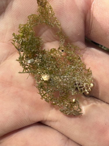 Microdictyon setchellianum observed 2025-02-27