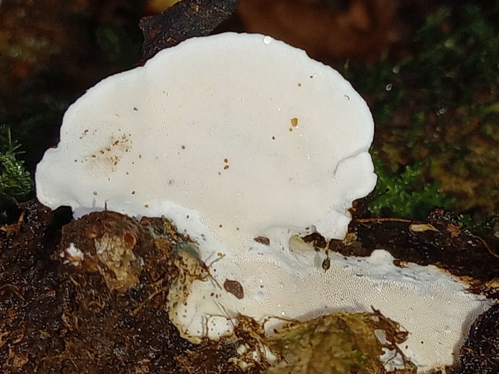 Skeletocutis futilis
