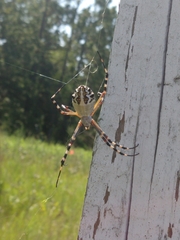 Argiope florida