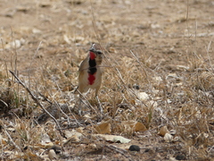 Rhodophoneus cruentus