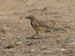 Rhodophoneus cruentus