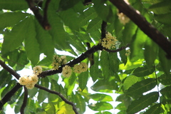 Anthreptes malacensis