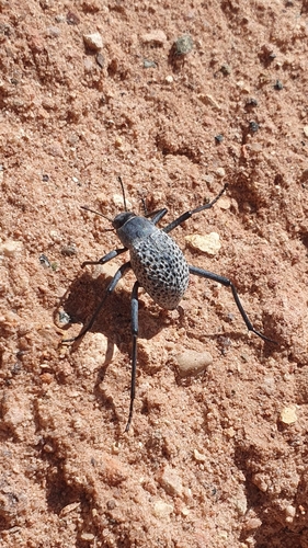 Adesmia biskreensis