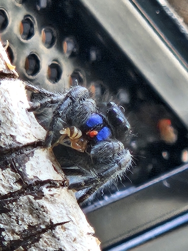 Johnson's Jumping Spider, Palm Springs, CA 92262, USA, photo 7 of 10