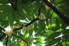 Anthreptes malacensis